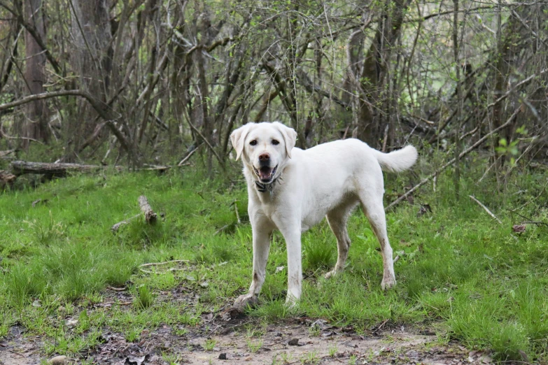 a dog standing in a grassy forest area