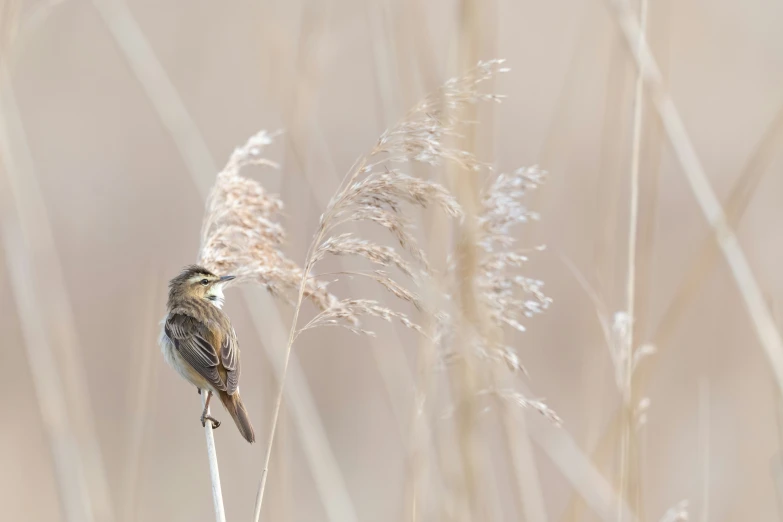 a small bird on a long stem in the wild