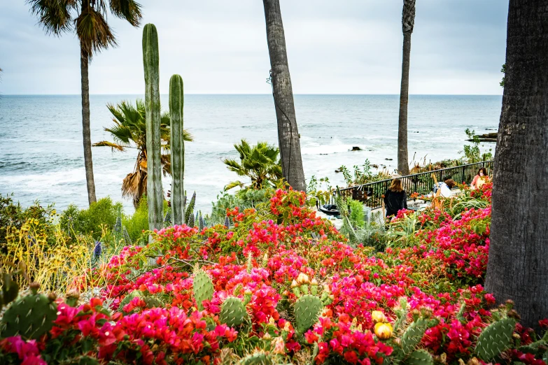 the beach with pink flowers along side some trees