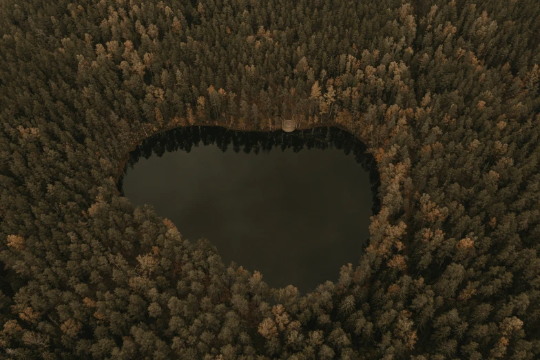 the area is surrounded by several tall trees, including an area with an open dark, small crater