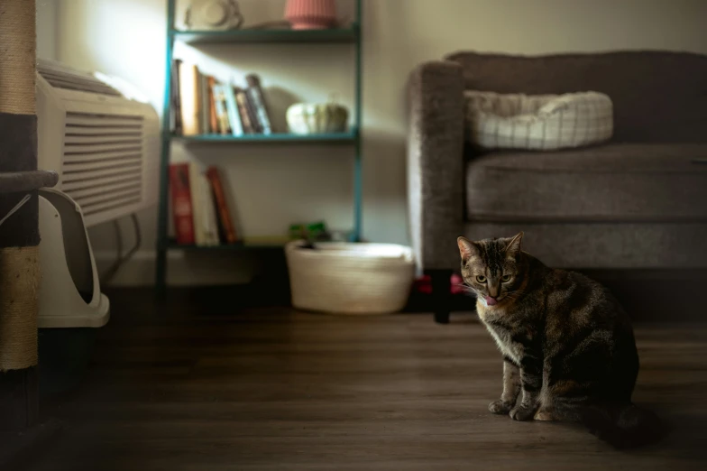 a cat sits on the floor in front of a couch