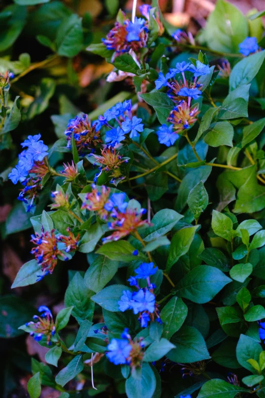 blue and purple flowers in the sun with green leaves