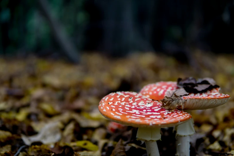 two orange mushroom sitting on some brown leaves