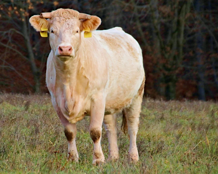 a large white cow in a grassy field