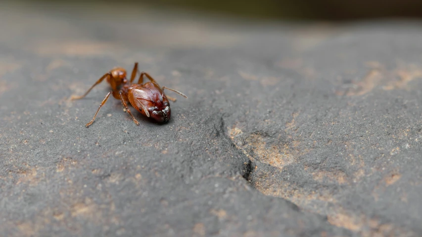 close up of a mosquito on a rock