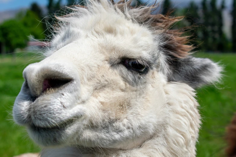 a white llama looks off into the distance