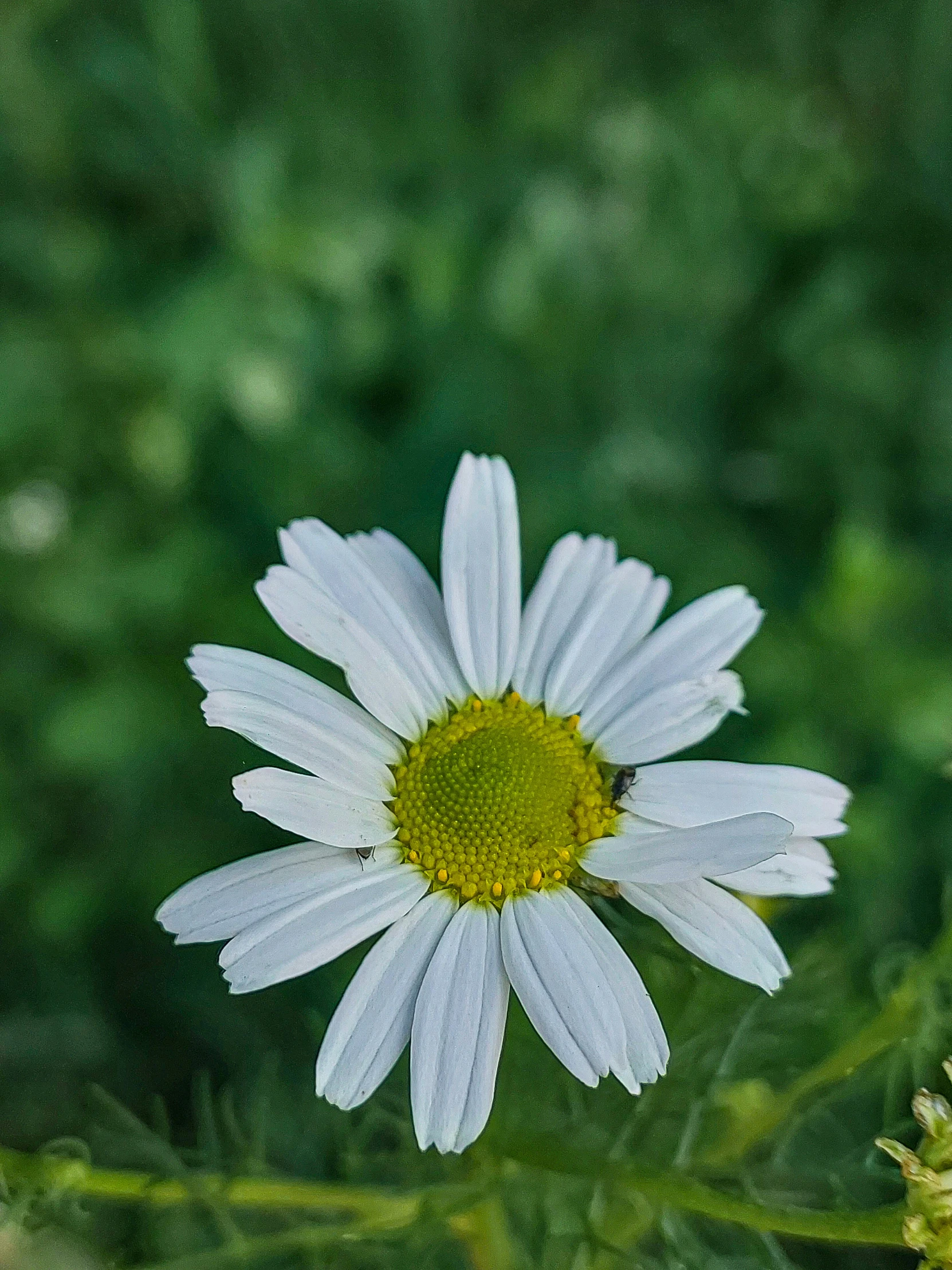white daisy standing on green stem with blurred background