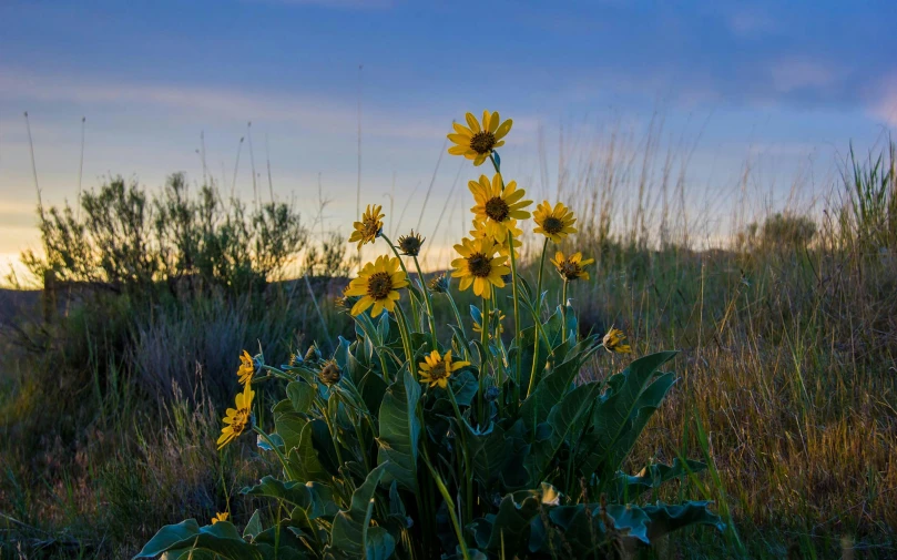 the sun is rising above the plants and grass