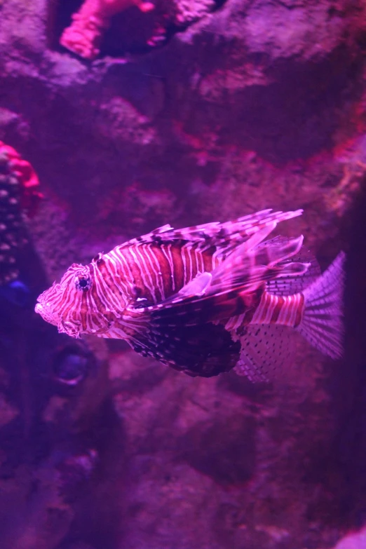 a red fish in the water surrounded by corals