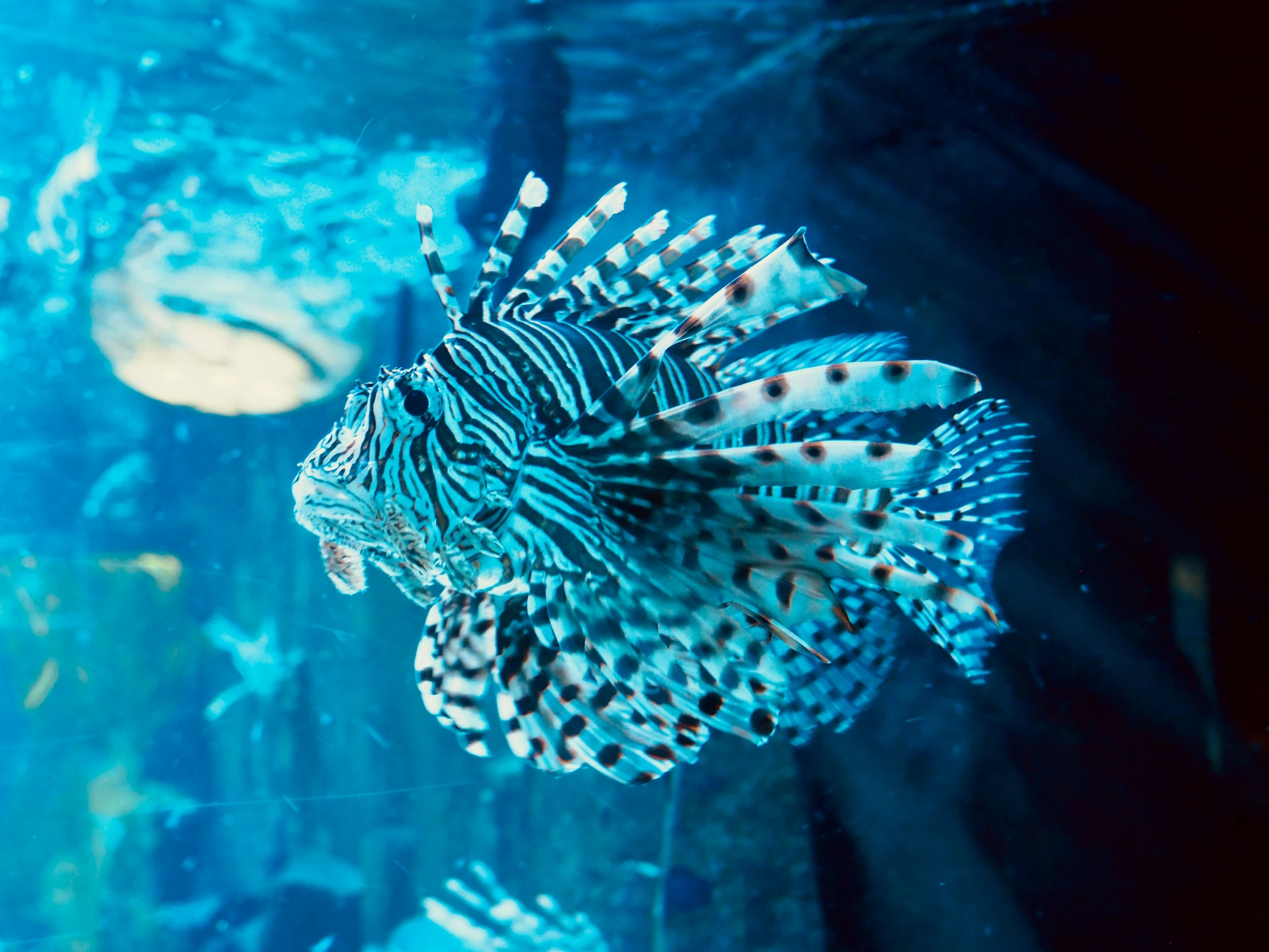 an ocean fish looks like a lionfish in its habitat