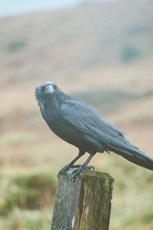 black bird on wooden post in open grassy area