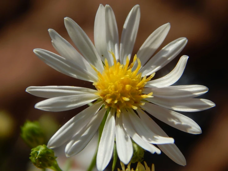 closeup image of a large daisy with a yellow center