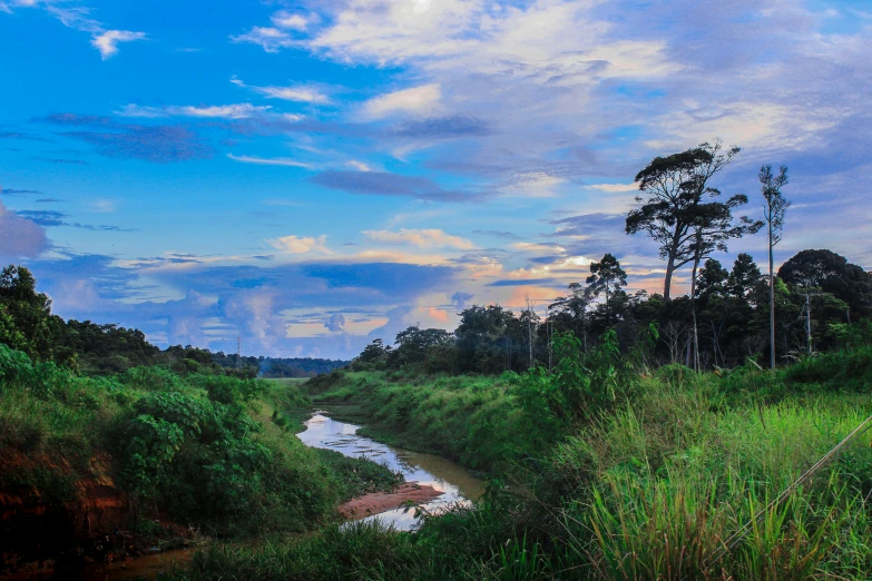 landscape with grassy fields and trees with blue sky above