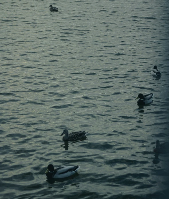 a flock of ducks floating on top of a lake