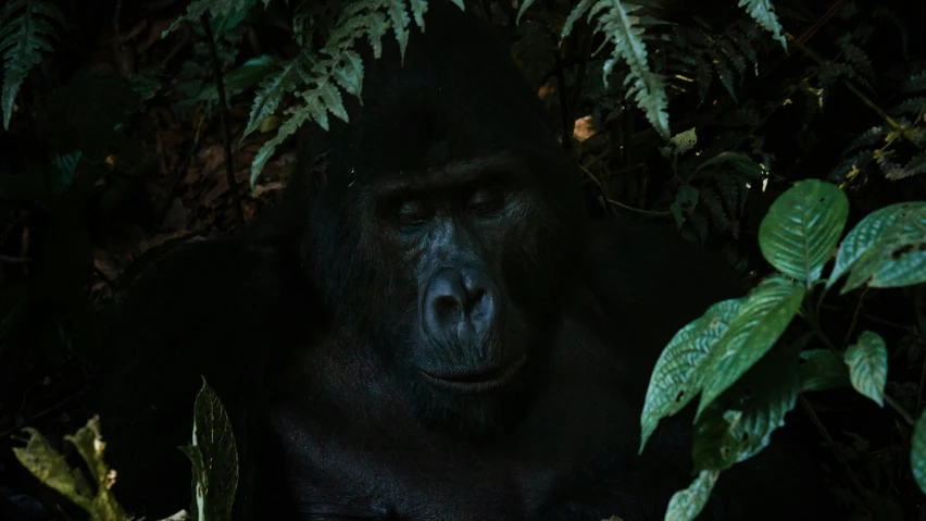 a black ape sitting on top of a lush green forest