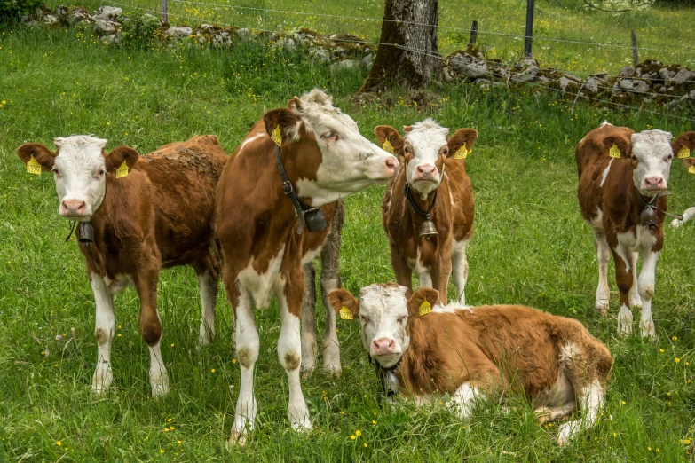 several cows are grazing in the open field