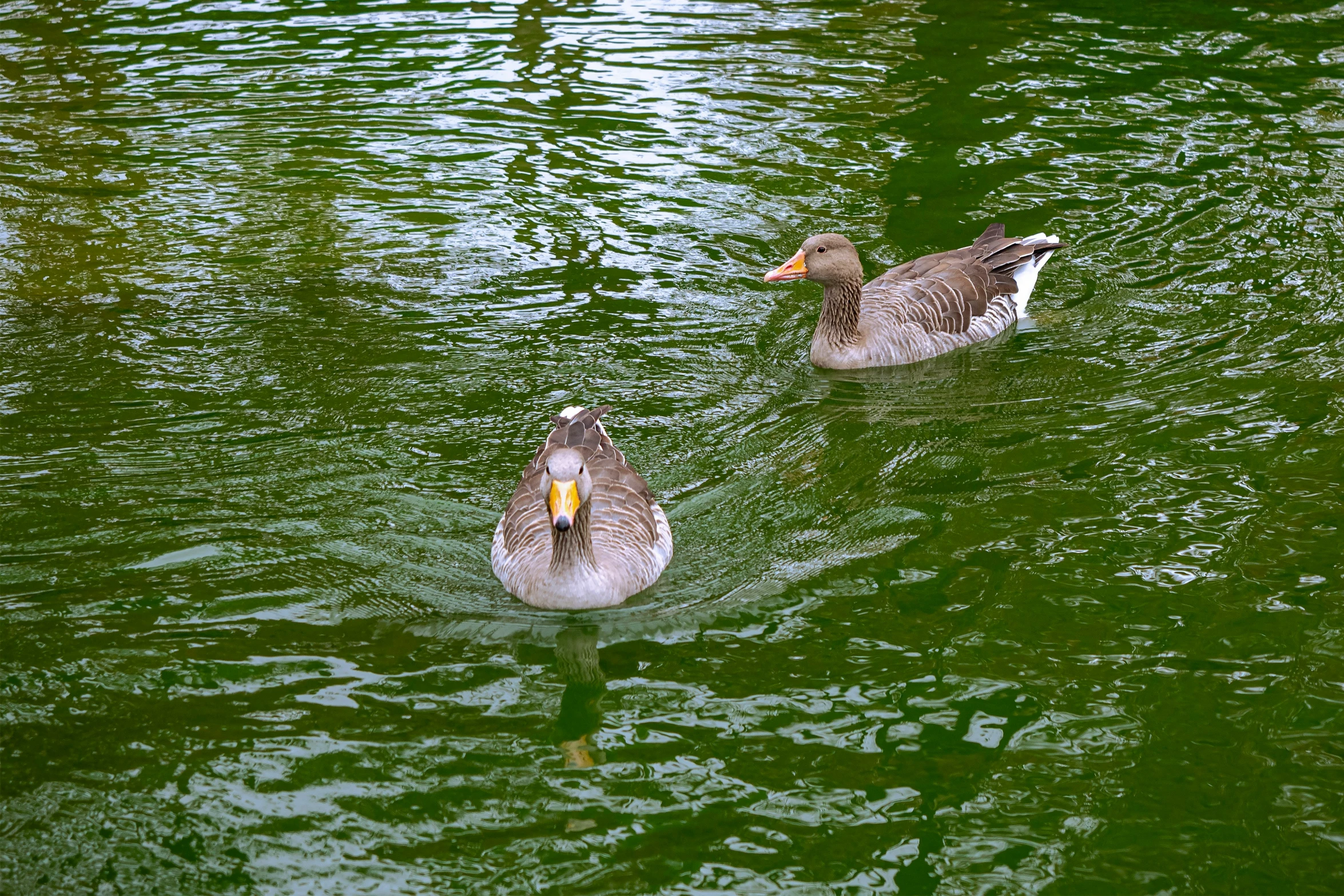 two ducks in the water are swimming