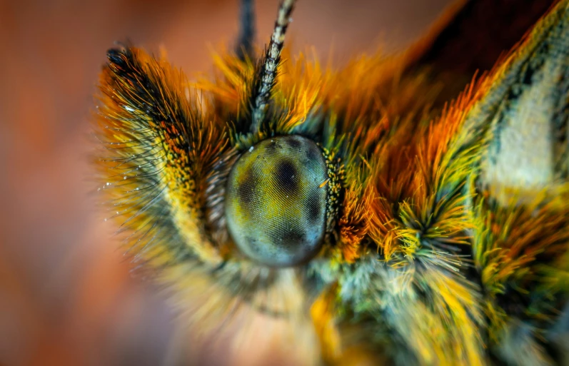 the eye of an insect, with bright feathers