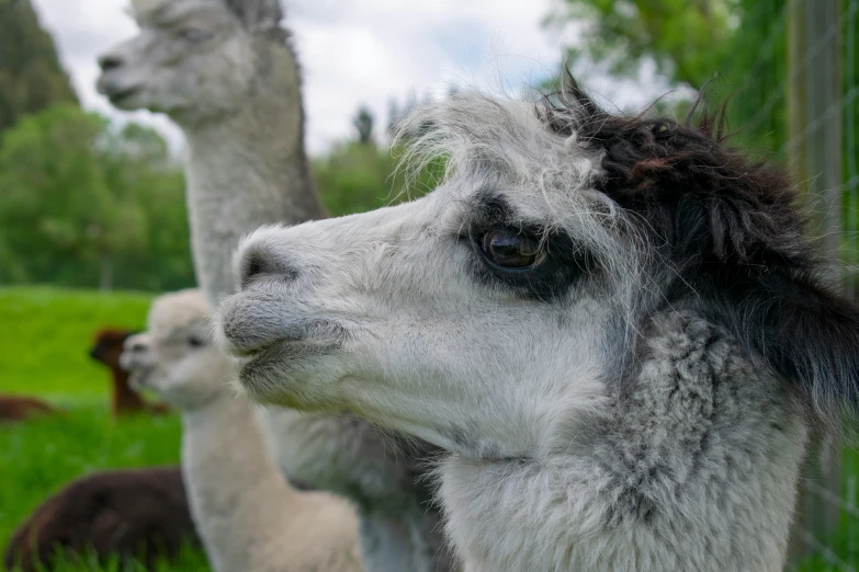 an image of three llamas out in the wild