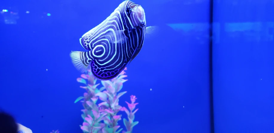 the large fish has white stripes on it