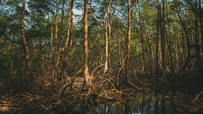 a row of trees with no leaves in the middle of water