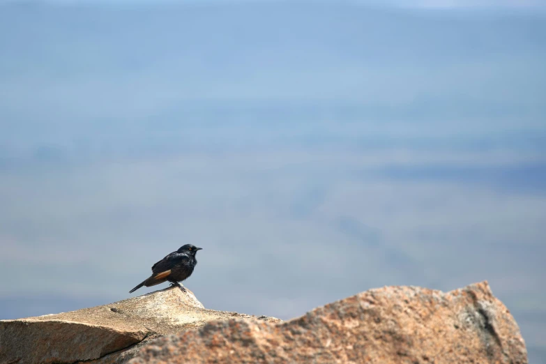 a black bird sitting on a rocky outcrop near mountains