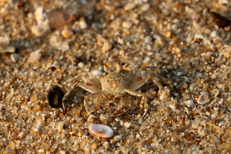 a small crab crawling on a sandy surface