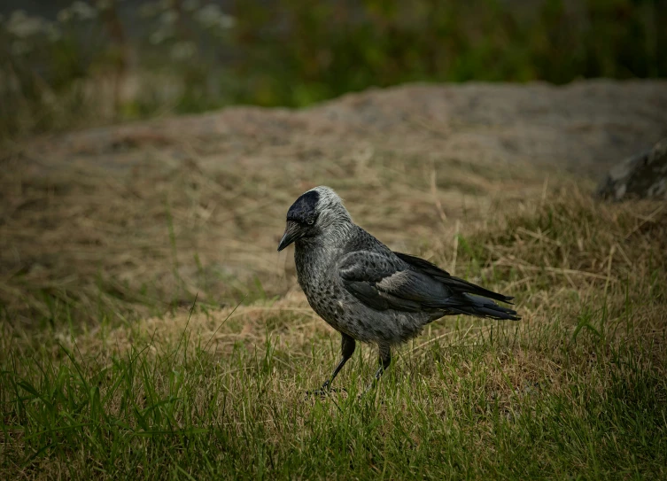 a grey bird sitting on top of a grass covered field