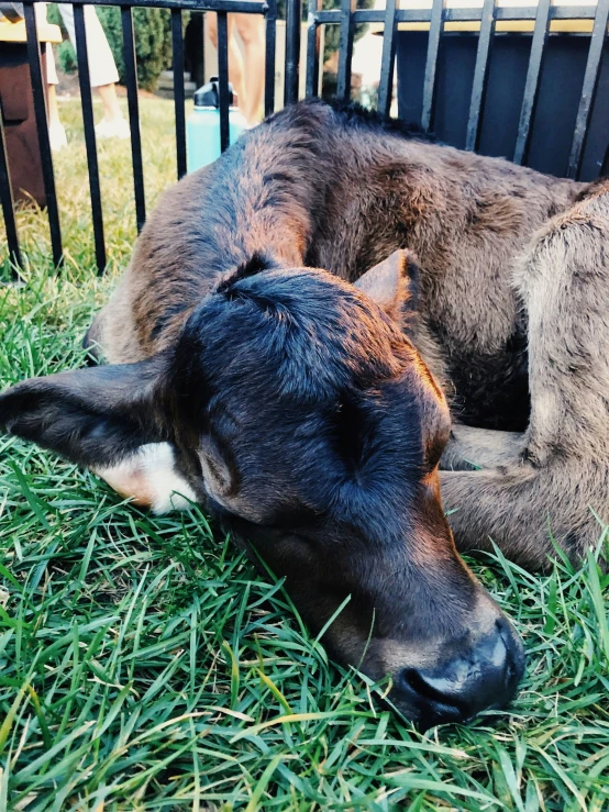 a brown and black cow sleeping in a fenced field