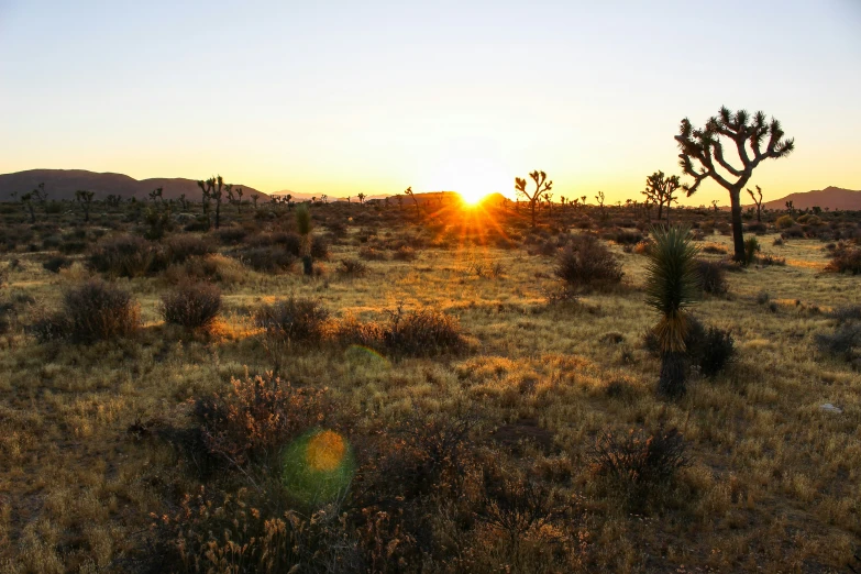 the sun sets over a desert with trees and grass