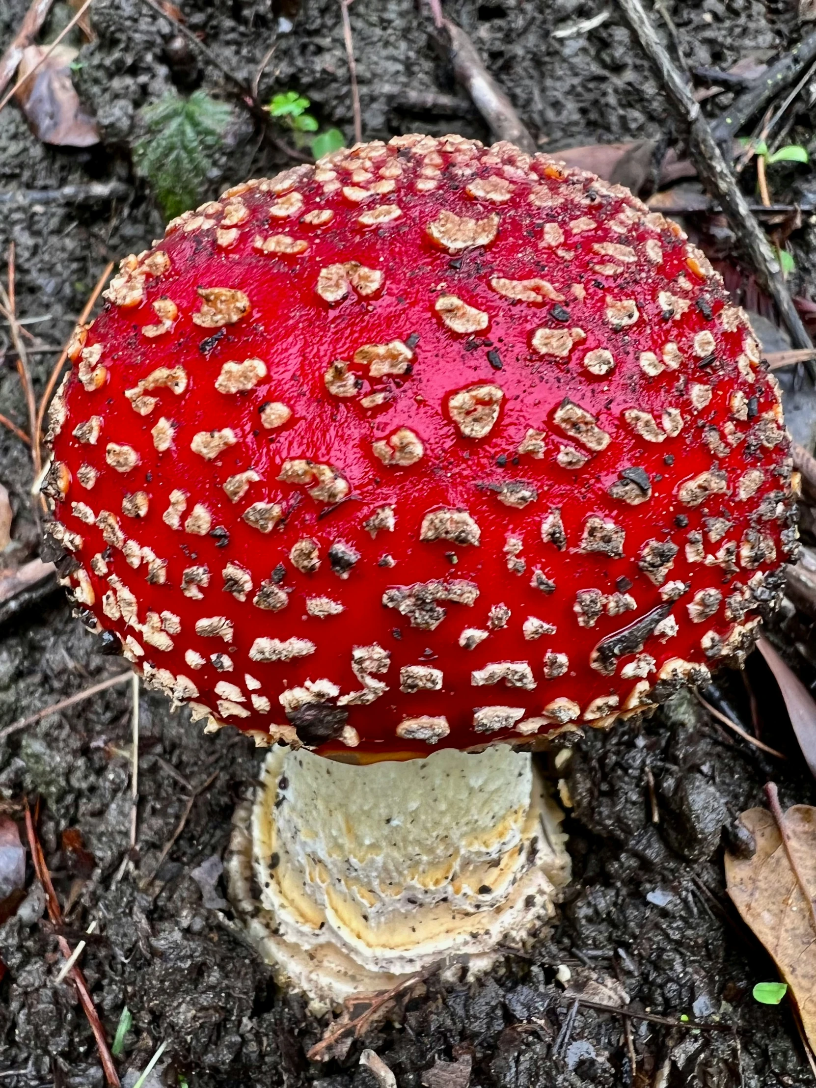 a red mushroom that is sitting in the dirt