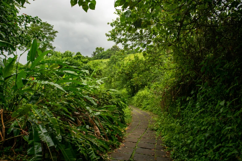 a trail runs through a wooded area