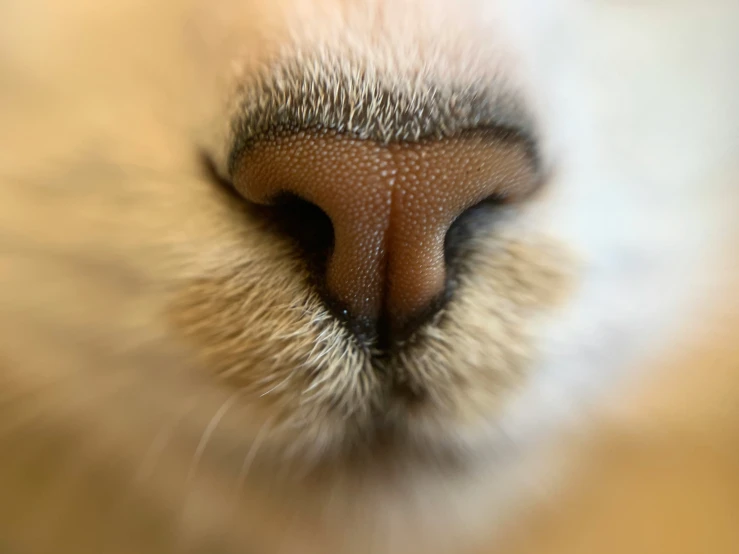 close up of a small dog's nose showing wrinkles