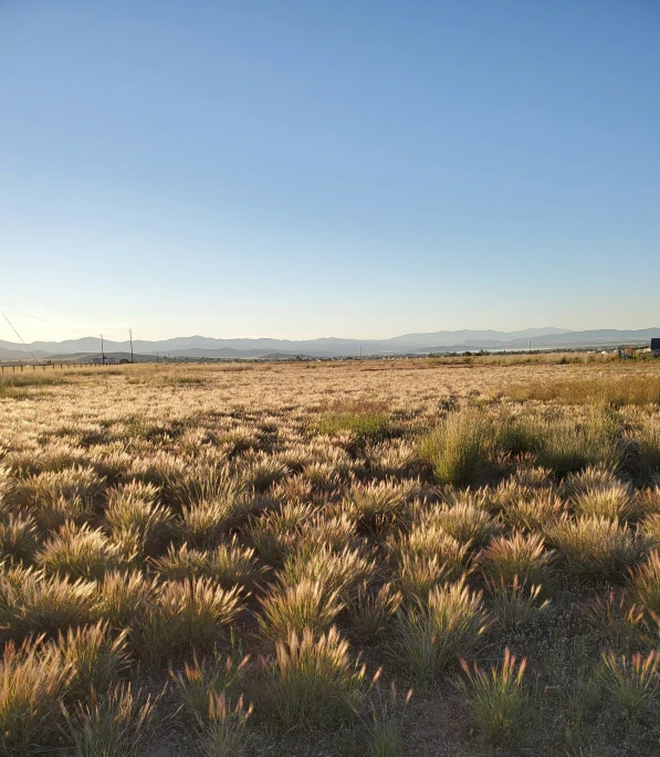 a grassy plain with a blue sky and mountains in the background