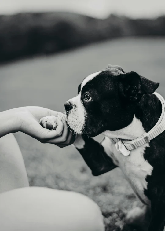 a dog is sitting on the ground while someone holds his hand