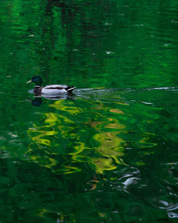 a duck swims in a green pond