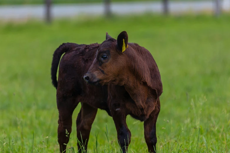 a small calf standing on top of a grass covered field