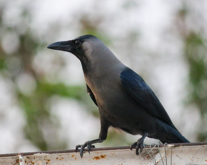 a black crow perches on the edge of a metal pipe