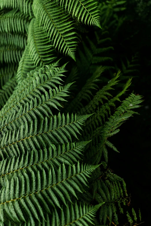 a very tall fern green tree with lots of leaves