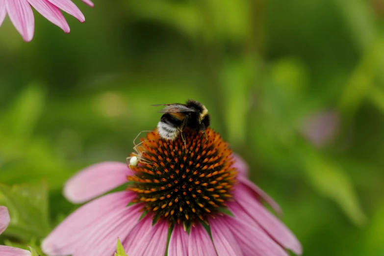 a close up of a bum on a flower