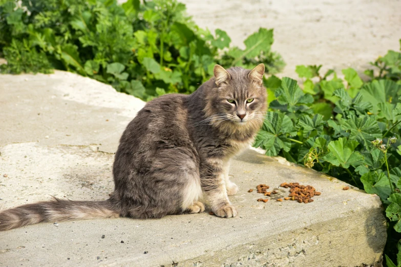 a cat sitting on top of a stone slab