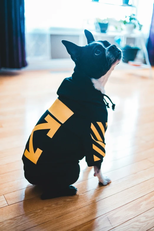 a dog with an image of a tiger on it