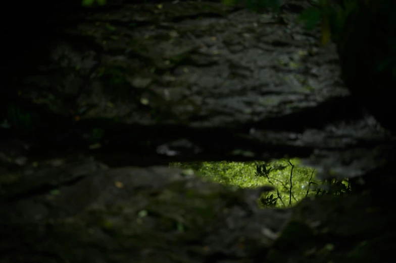 some mossy rocks some light green plants and some trees