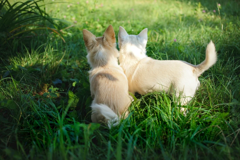two dogs are playing together in the grass