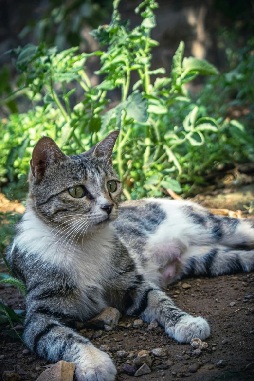 a cat with very fluffy fur laying on a rock