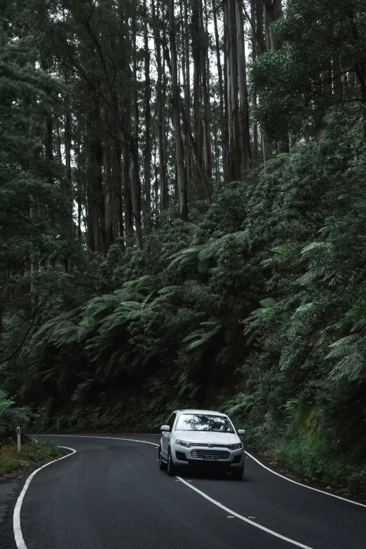 a car driving down the road next to a lush green forest