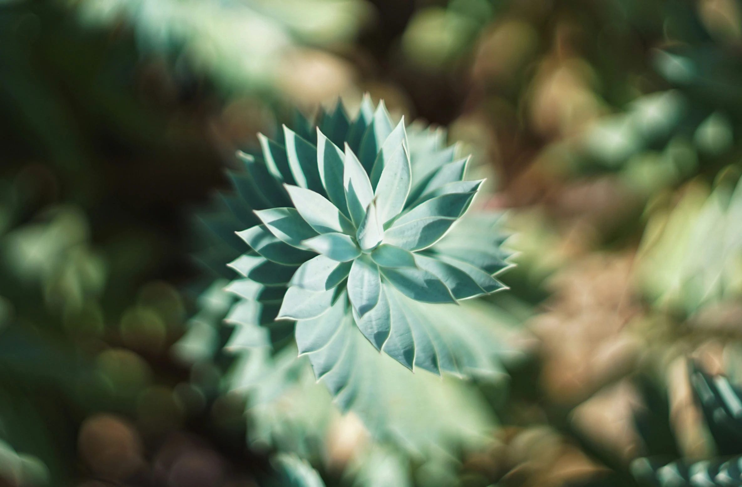 the green leaves of a plant are visible