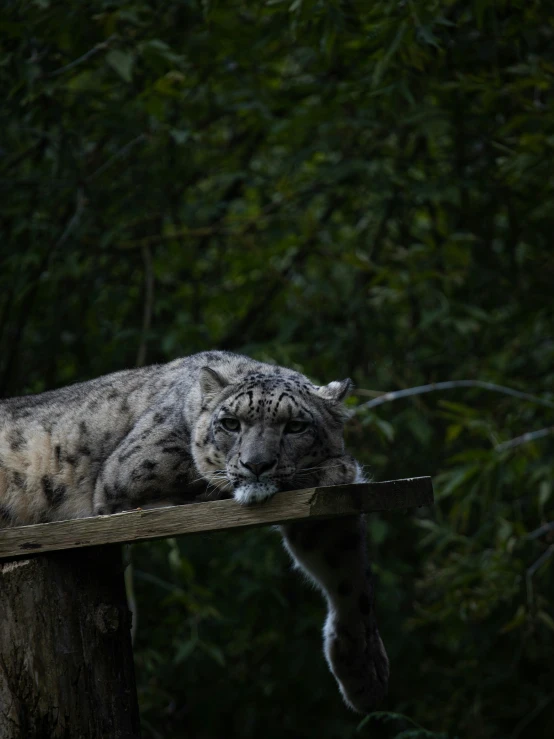 a cat that is laying on top of a wooden post