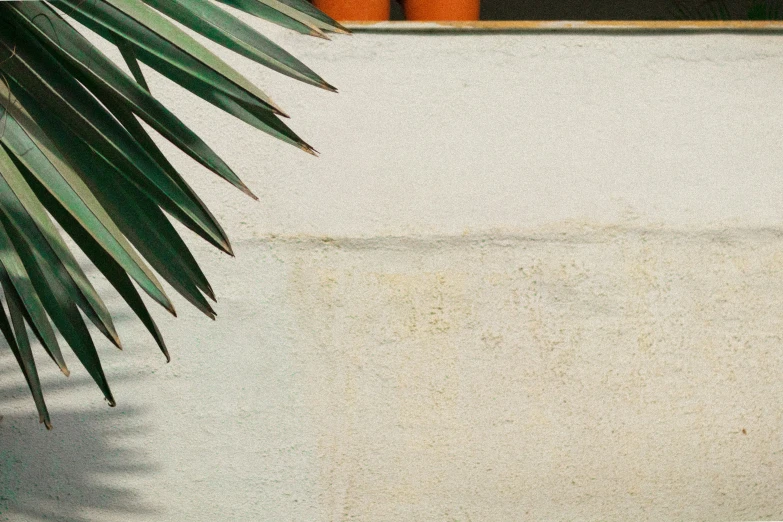 a large white cement wall has a leafy plant near it