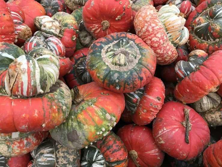 a close up view of a pile of pumpkins that are orange and green